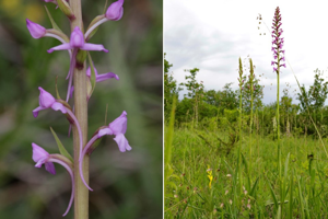 Photo de Gymnadenia conopsea - (2018-05-27) © GUICHERD Grégory