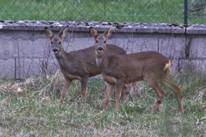 Photo de Capreolus capreolus - (2013-02-18) © GUICHERD Grégory