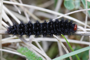 Photo de Melitaea cinxia - (2018-04-08) © GUICHERD Grégory