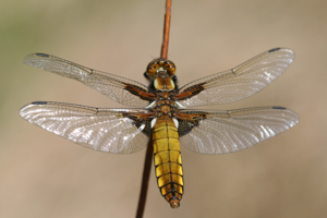 Photo de Libellula depressa - (2009-04-28) © GUICHERD Grégory