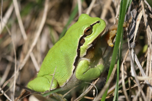 Photo de Hyla arborea arborea - (2011-03-30) © GUICHERD Grégory