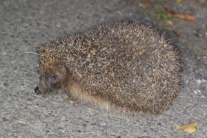 Photo de Erinaceus europaeus - (2012-06-26) © GUICHERD Grégory