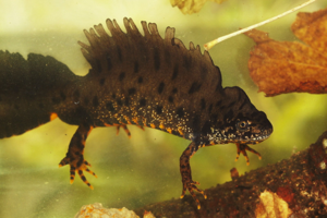 Photo de Triturus cristatus - (2010-04-17) © GUICHERD Grégory
