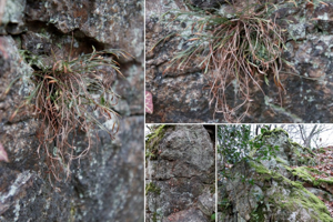Photo de Asplenium septentrionale subsp. septentrionale - (2019-01-11) © GUICHERD Grégory