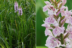 Photo de Dactylorhiza fuchsii - (2018-05-21) © GUICHERD Grégory