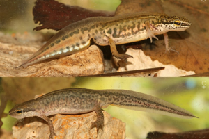 Photo de Lissotriton helveticus helveticus - (2010-02-25) © GUICHERD Grégory