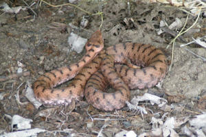 Photo de Vipera aspis aspis - (2006-06-10) © QUESADA Raphael