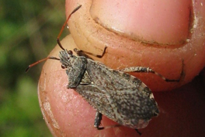 Photo de Ceraleptus gracilicornis - (2014-07-27) © GRANGIER Christophe