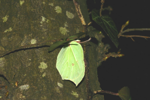 Photo de Gonepteryx rhamni - (2005-03-11) © GUICHERD Grégory