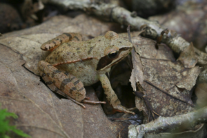 Photo de Rana dalmatina - (2011-10-28) © GUICHERD Grégory