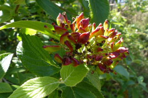 Photo de Viburnum lantana - (2017-05-15) © GRANGIER Christophe