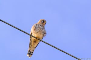 Photo de Falco tinnunculus - (2019-02-06) © LAUGIER Arnaud
