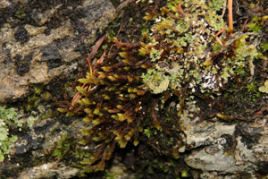 Photo de Hypnum cupressiforme var. lacunosum - (2018-04-11) © GEOFFROY Sabine