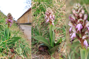 Photo de Himantoglossum robertianum - (2019-03-02) © GUICHERD Grégory