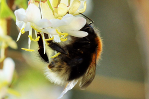 Photo de Bombus hypnorum - (2019-02-21) © RUILLAT Christian
