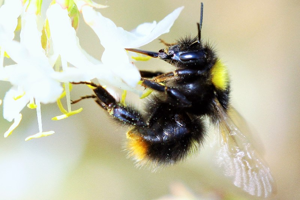 Photo de Bombus pratorum - (2019-02-24) © RUILLAT Christian