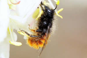 Photo de Osmia cornuta - (2019-03-03) © RUILLAT Christian