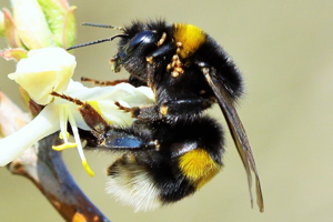 Photo de Bombus terrestris - (2019-02-24) © RUILLAT Christian