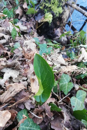 Photo de Arum maculatum - (2019-02-19) © BARGE Anaëlle