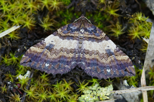 Photo de Earophila badiata - (2019-03-09) © GUICHERD Grégory