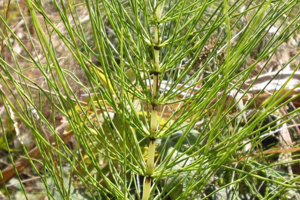 Photo de Equisetum telmateia subsp. telmateia - (2003-09-15) © CHAMBERAUD Pierrette