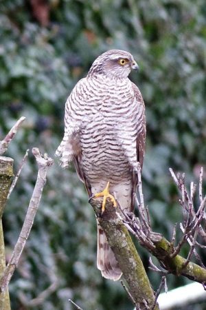 Photo de Accipiter nisus - (2018-03-09) © GRANGIER Christophe