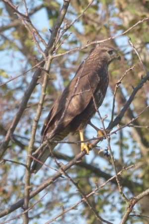 Photo de Buteo buteo - (2018-11-15) © GRANGIER Christophe