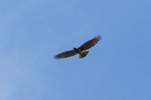 Photo de Circaetus gallicus - (2018-04-12) © GRANGIER Christophe
