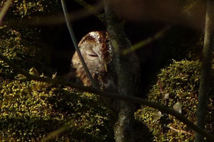 Photo de Strix aluco - (2015-02-19) © GRANGIER Christophe