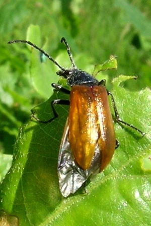 Photo de Omophlus lepturoides - (2006-05-24) © GRANGIER Christophe