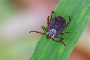 Photo de Dermacentor reticulatus - (2019-03-23) © GUICHERD Grégory