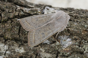 Photo de Orthosia gracilis - (2019-03-23) © GUICHERD Grégory