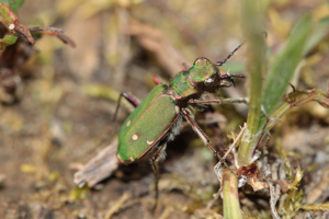 Photo de Cicindela campestris - (2012-03-24) © GUICHERD Grégory
