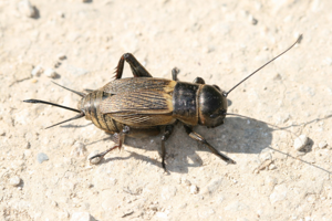 Photo de Gryllus campestris - (2011-05-02) © GUICHERD Grégory