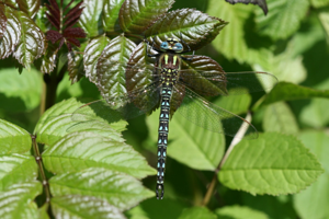 Photo de Brachytron pratense - (2009-04-28) © GUICHERD Grégory