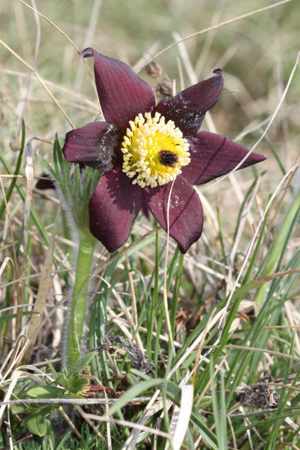 Photo de Anemone rubra - (2012-03-31) © GUICHERD Grégory
