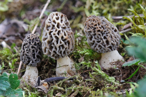 Photo de Morchella vulgaris - (2019-04-02) © GUICHERD Grégory