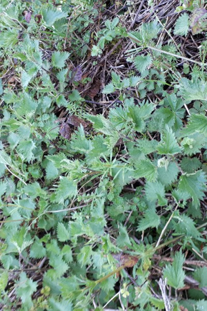 Photo de Urtica dioica - (2019-04-04) © RAVET Martine