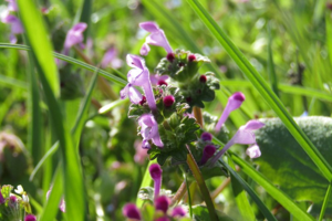 Photo de Lamium amplexicaule - (2019-04-05) © FILLON Louis-Sol
