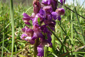 Photo de Anacamptis morio - (2019-04-05) © FILLON Louis-Sol