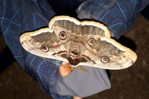 Photo de Saturnia pyri - (2018-05-18) © RAVET Martine