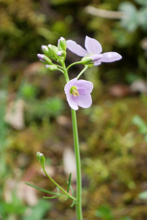 Photo de Cardamine pratensis - (2019-04-07) © CLAUSTRE Amélie