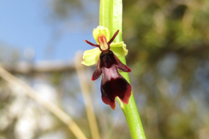 Photo de Ophrys insectifera - (2019-04-09) © FILLON Louis-Sol