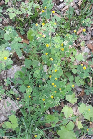 Photo de Medicago lupulina - (2019-04-04) © BARGE Anaëlle