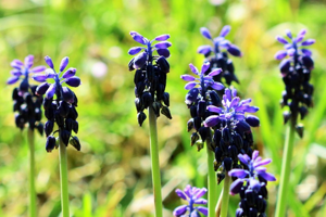 Photo de Muscari neglectum - (2019-04-13) © RUILLAT Christian