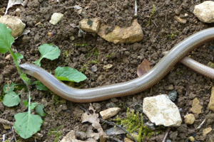 Photo de Anguis fragilis - (2016-04-21) © GRANGIER Christophe
