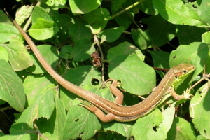 Photo de Lacerta bilineata bilineata - (2006-07-14) © GRANGIER Christophe