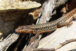 Photo de Podarcis muralis - (2016-03-19) © GRANGIER Christophe