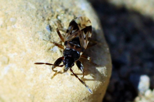 Photo de Scolopostethus decoratus - (2019-04-19) © RUILLAT Christian