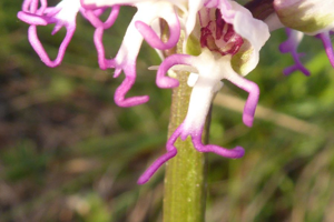 Photo de Orchis simia - (2019-04-24) © ROUX Alain